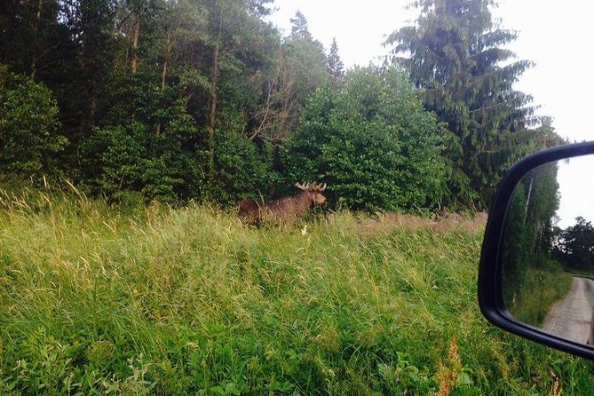 Evening Wildlife Safari from Stockholm - Leaving Stockholm: the Kungsbro Strand meeting and van-based timing