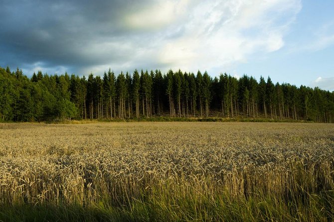 Evening Wildlife Safari from Stockholm - Twilight wildlife spotting with binoculars and guided searching