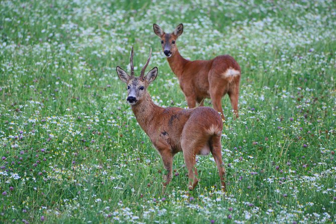 Evening Wildlife Safari from Stockholm - The 15-minute forest hike and Viking rune stones break up the safari