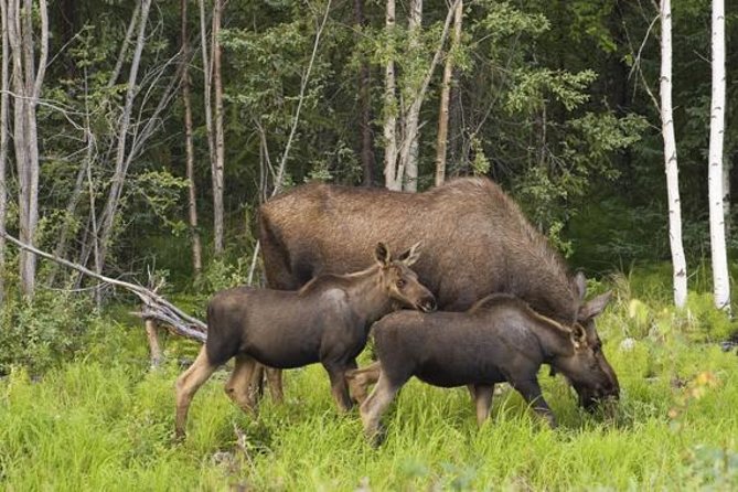 Evening Wildlife Safari from Stockholm - Weather, clothing, and the bathroom reality of outdoor wildlife tours