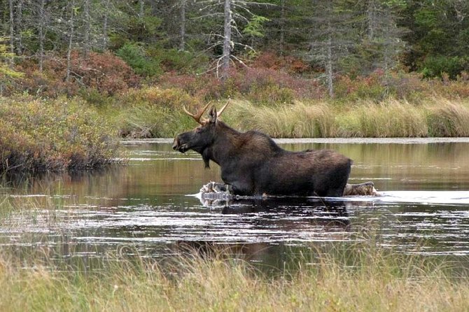 Evening Wildlife Safari Stockholm - Why This Evening Safari Feels Different Than Typical Tours