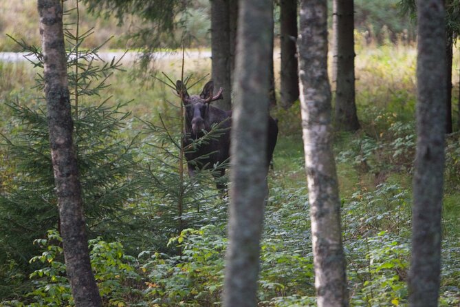 Evening Wildlife Safari Stockholm - Bergåsa Gård Night Drive: Binocular Scanning After Dark