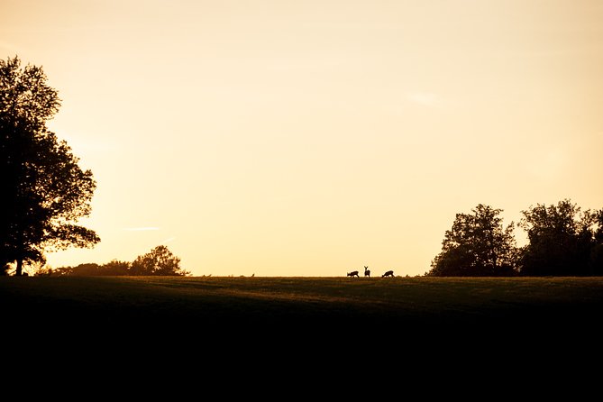 Evening Wildlife Safari Stockholm - Getting To The Green Trails: Simple Start, Real Comfort