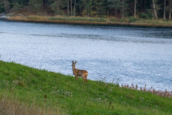 Evening Wildlife Safari with Campfire Dinner from Stockholm - Small-group Tyresta Night Safari in One Paragraph