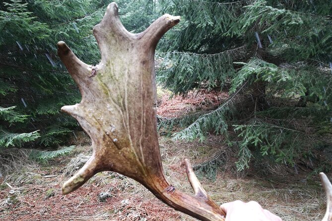 Evening Wildlife Safari with Campfire Dinner from Stockholm - Key things to know before you go