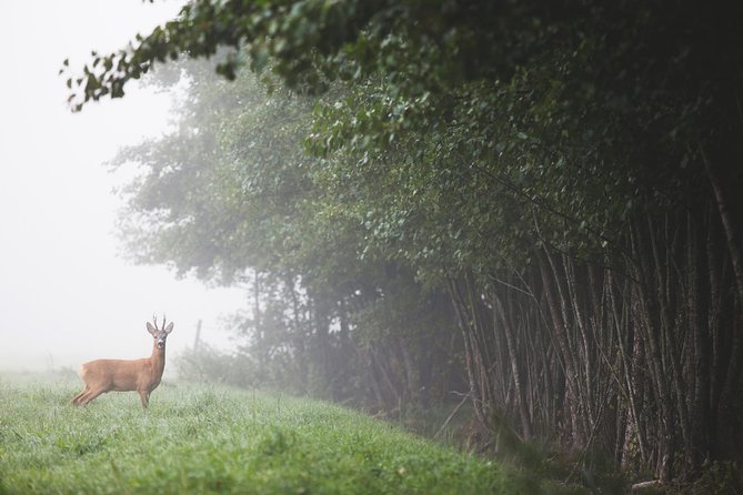 Evening Wildlife Safari with Campfire Dinner from Stockholm - The 18:00 to 22:00 rhythm: hike first, safari after