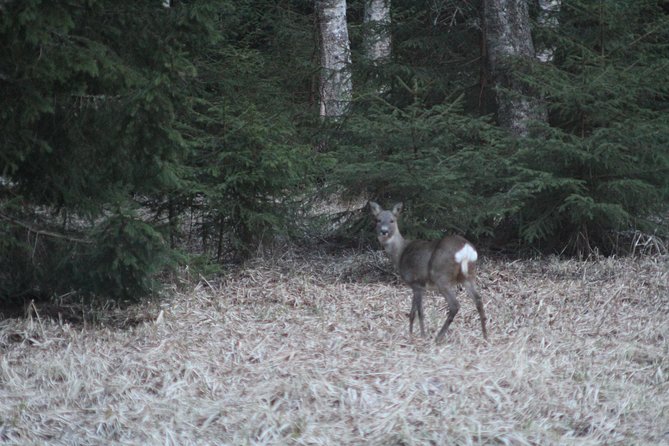 Evening Wildlife Safari with Campfire Dinner from Stockholm - Price check: is $166.76 good value for Stockholm wildlife?