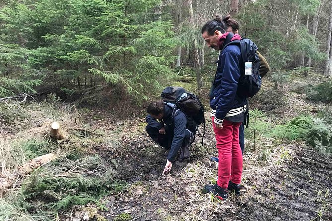 Evening Wildlife Safari with Campfire Dinner from Stockholm - Why Tyresta at night feels different from Stockholm