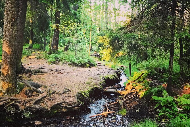 Forestbathing Slow Walking and Healing Spring Water, Stockholm - Private Pickup and a Small Group Day in a White Prius