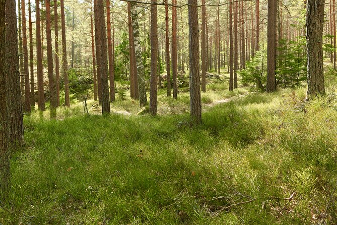 Forestbathing Slow Walking and Healing Spring Water, Stockholm - What You Get for the Price: Is $213.27 Good Value?