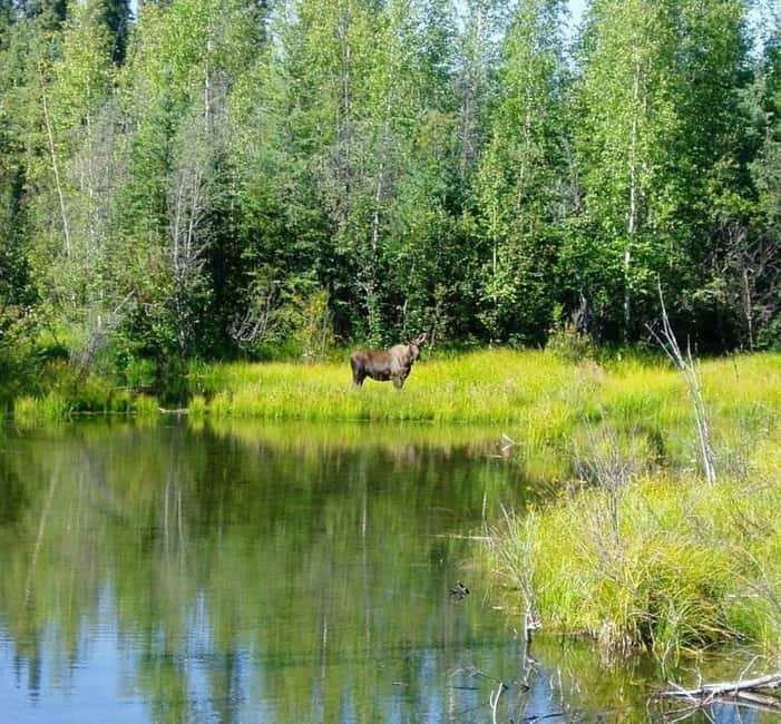 From Stockholm: Moose & Wildlife Safari with Campfire Dinner - The short hike to viewpoint, then the forest search for signs