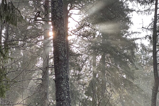 Icebathing and Sauna, Forest Hike and Fireplace Lunch - Private - Fireplace lunch in a log-cabin restaurant with organic local food