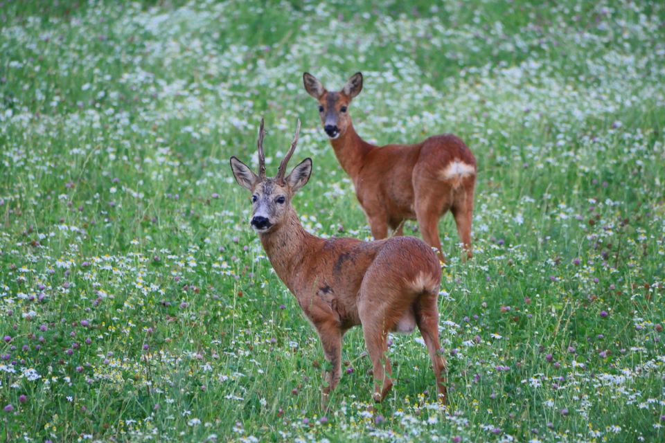 Stockholm: Evening Wildlife Safari with Midsummer Meal - Key Highlights You’ll Actually Care About