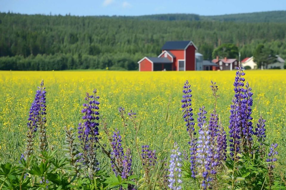 Stockholm: Evening Wildlife Safari with Midsummer Meal - Getting Out of Stockholm Without Losing the Evening