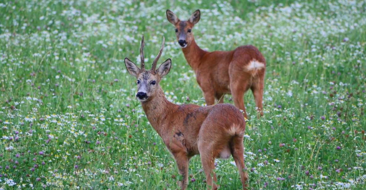 Stockholm: Evening Wildlife Safari with Midsummer Meal - The Short Forest Walk and What You’re Practically Looking For