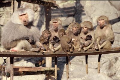 Stockholm: The Skansen Aquarium Entry Ticket - How the 1-Day Visit Works in Real Life