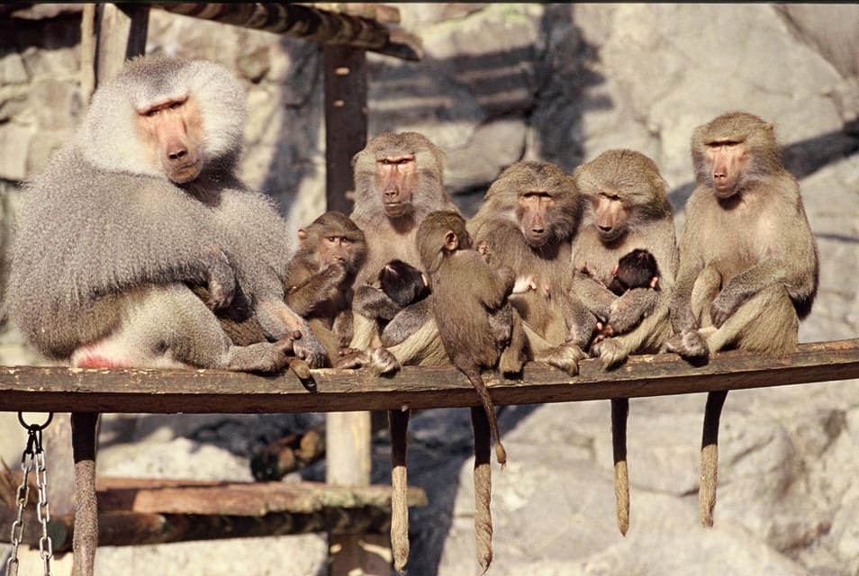Stockholm: The Skansen Aquarium Entry Ticket - How the 1-Day Visit Works in Real Life