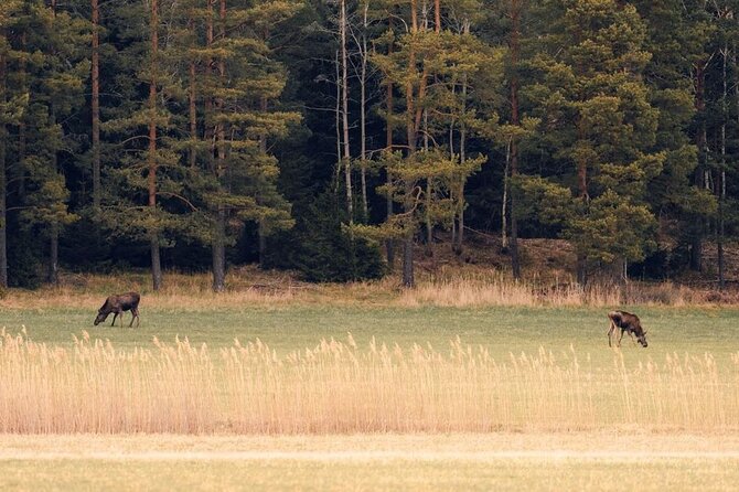 Wolf and Wildlife Tracking in Sweden - Sormlandsleden: your wolf territory classroom on foot
