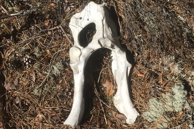 Wolf and Wildlife Tracking in Sweden - Winter mode: frozen lakes, wolf traces, and careful footing