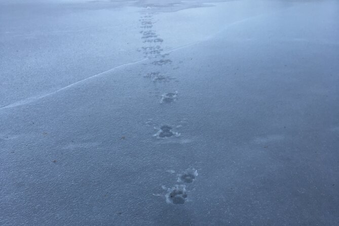 Wolf and Wildlife Tracking in Sweden - Night vision and binocular scanning: seeing more without chasing wildlife