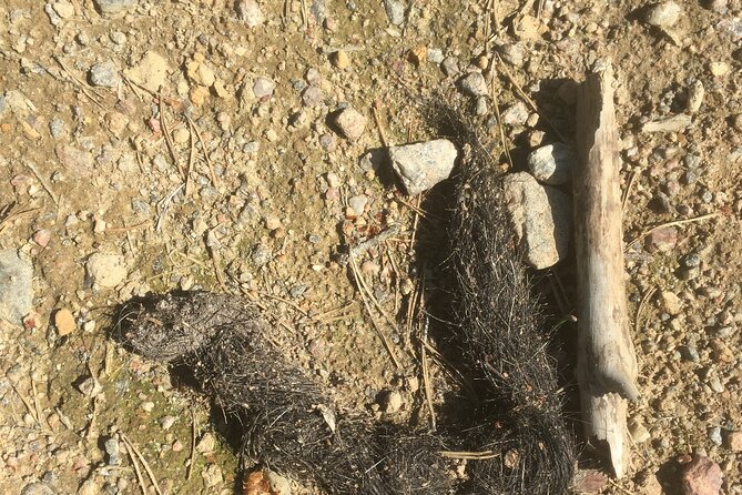 Wolf and Wildlife Tracking in Sweden - Howling on the hilltop: a controlled call with real uncertainty