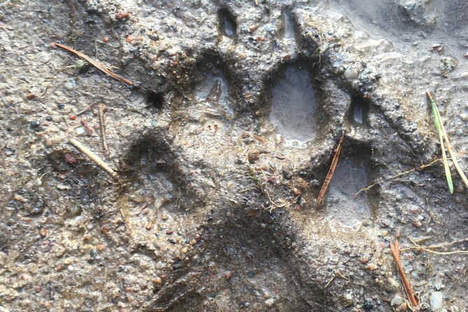Wolf and Wildlife Tracking in Sweden - Lunch by fire, plus small comforts that matter on a long day