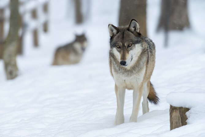 Wolf and Wildlife Tracking in Sweden - Price and value: is $215.95 a fair deal?
