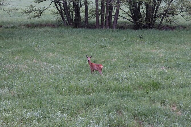 Wolf and Wildlife Tracking in Sweden - From the True Nature Sweden office to the wild: how the day runs